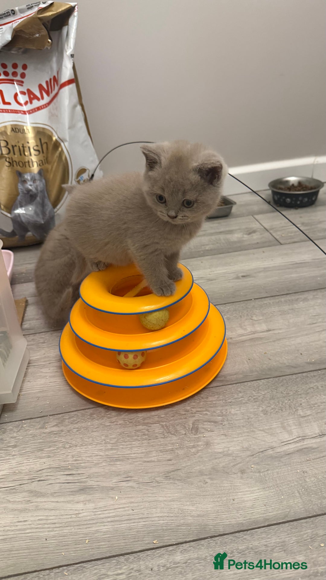 British Shorthair cats for sale: Price reduced Reg gccf Liliac BSH two female  - Image 21