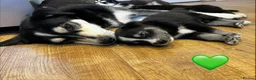 Mixed Breed dogs for sale: Husky X Labrador puppies  - Advert 38