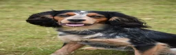 Cocker Spaniel dogs for stud: Health tested KC working cocker spaniel  - Advert 4