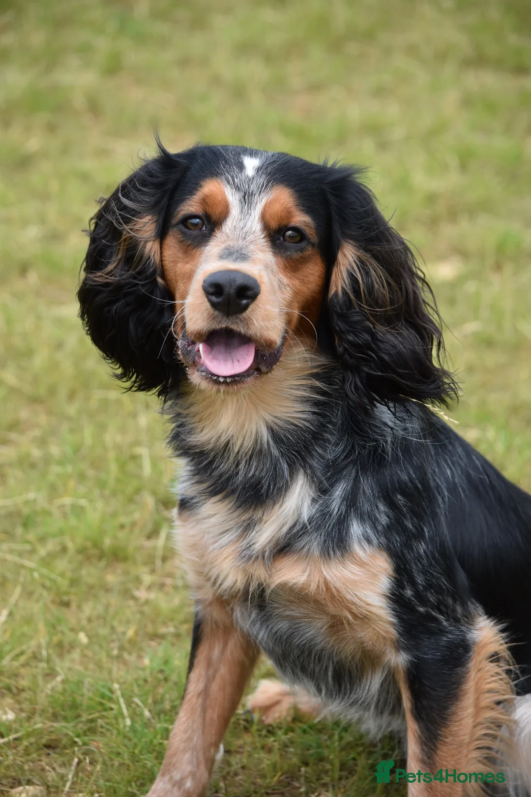 Cocker Spaniel dogs for stud: Health tested KC working cocker spaniel  - Advert 4