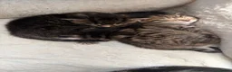 Mixed Breed cats for sale: 4 striped kittens - Advert 7