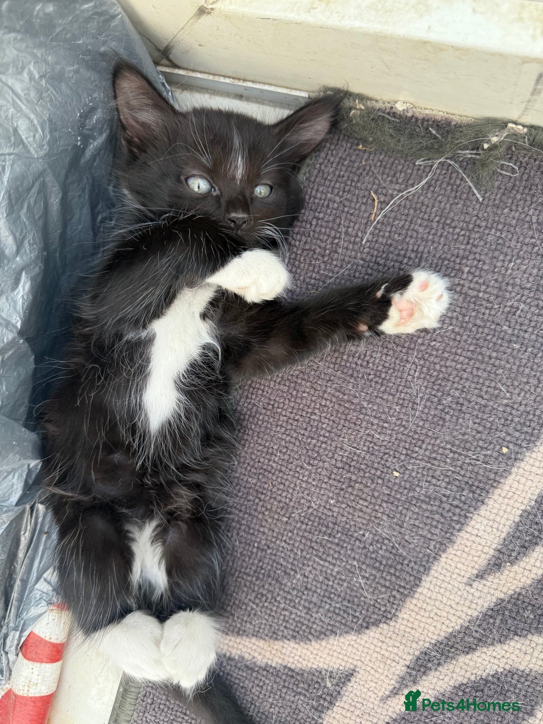 Korat cats for sale: KITTENS FOR FREE!!! NEED GONE ASAP! - Image 4