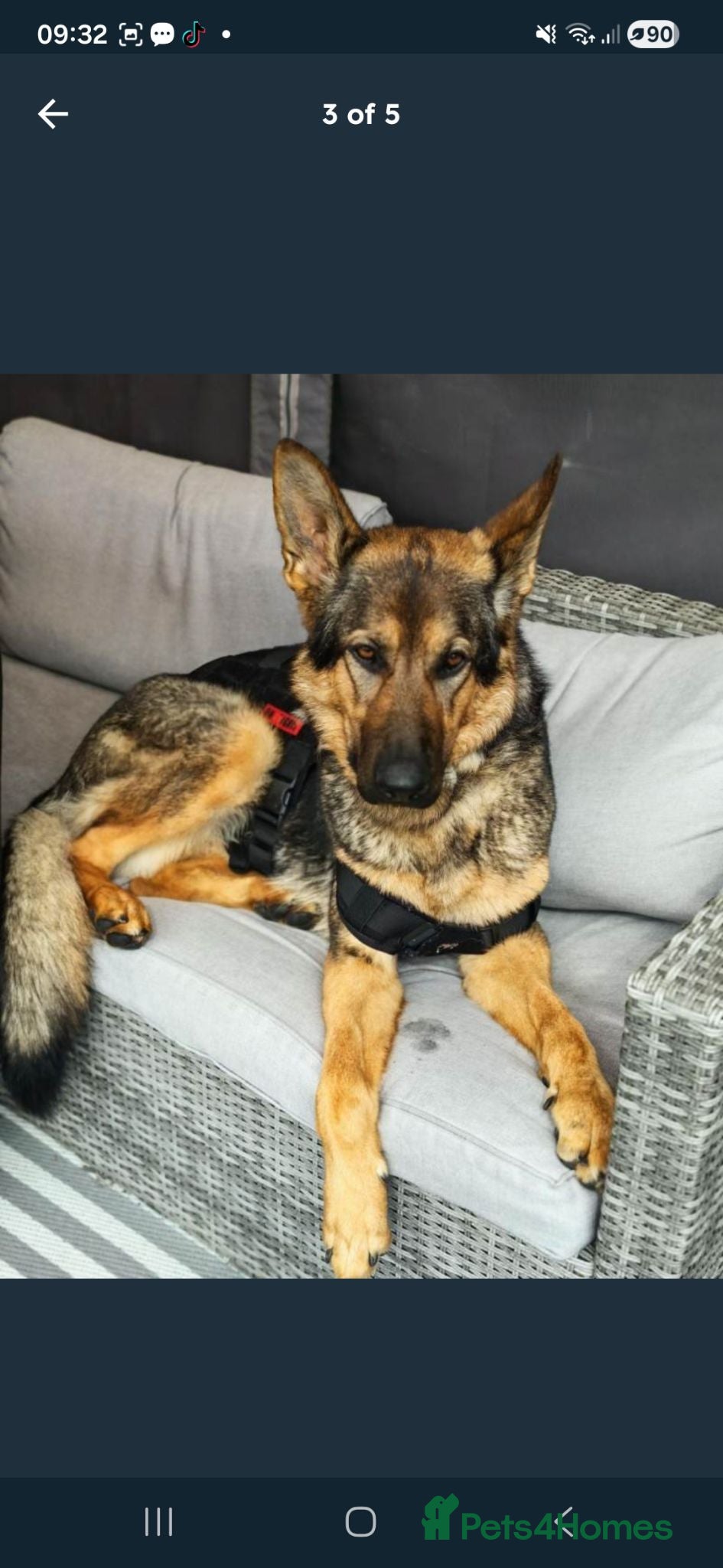 German Shepherd dogs Male  - Advert 1