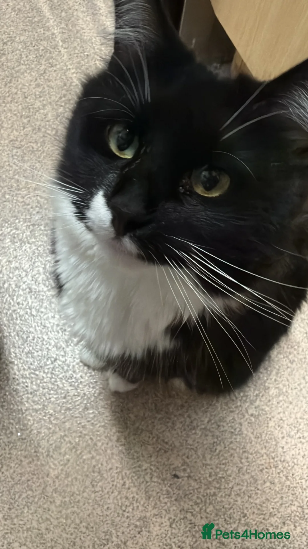 Domestic Shorthair cats for sale: REHOME - Beautiful Tuxedo Male  in Tamworth - Advert 2