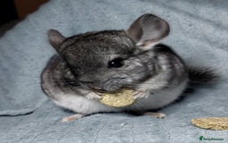Chinchilla rodents for sale: Chinchilla babies. Ready to go in 2 weeks. - Advert 1