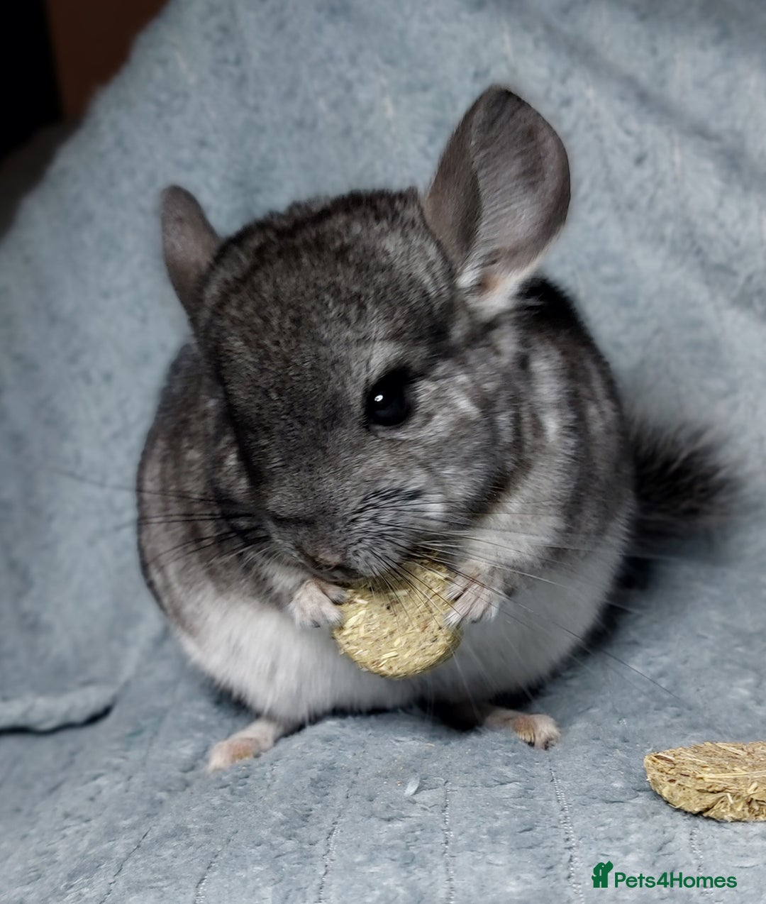 Chinchilla rodents for sale: Chinchilla babies. Ready to go in 2 weeks. - Advert 1