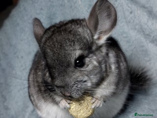 Chinchilla rodents Chinchilla babies. Ready to go in 2 weeks. - Advert 4