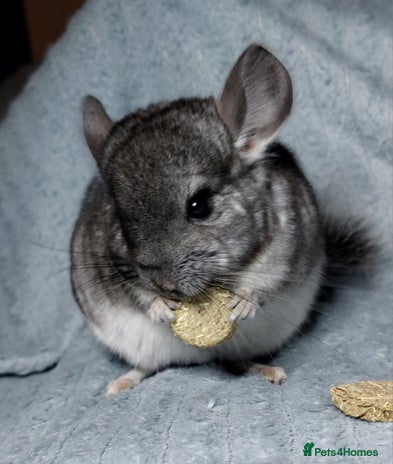 Chinchilla rodents Chinchilla babies. Ready to go in 2 weeks. - Advert 1