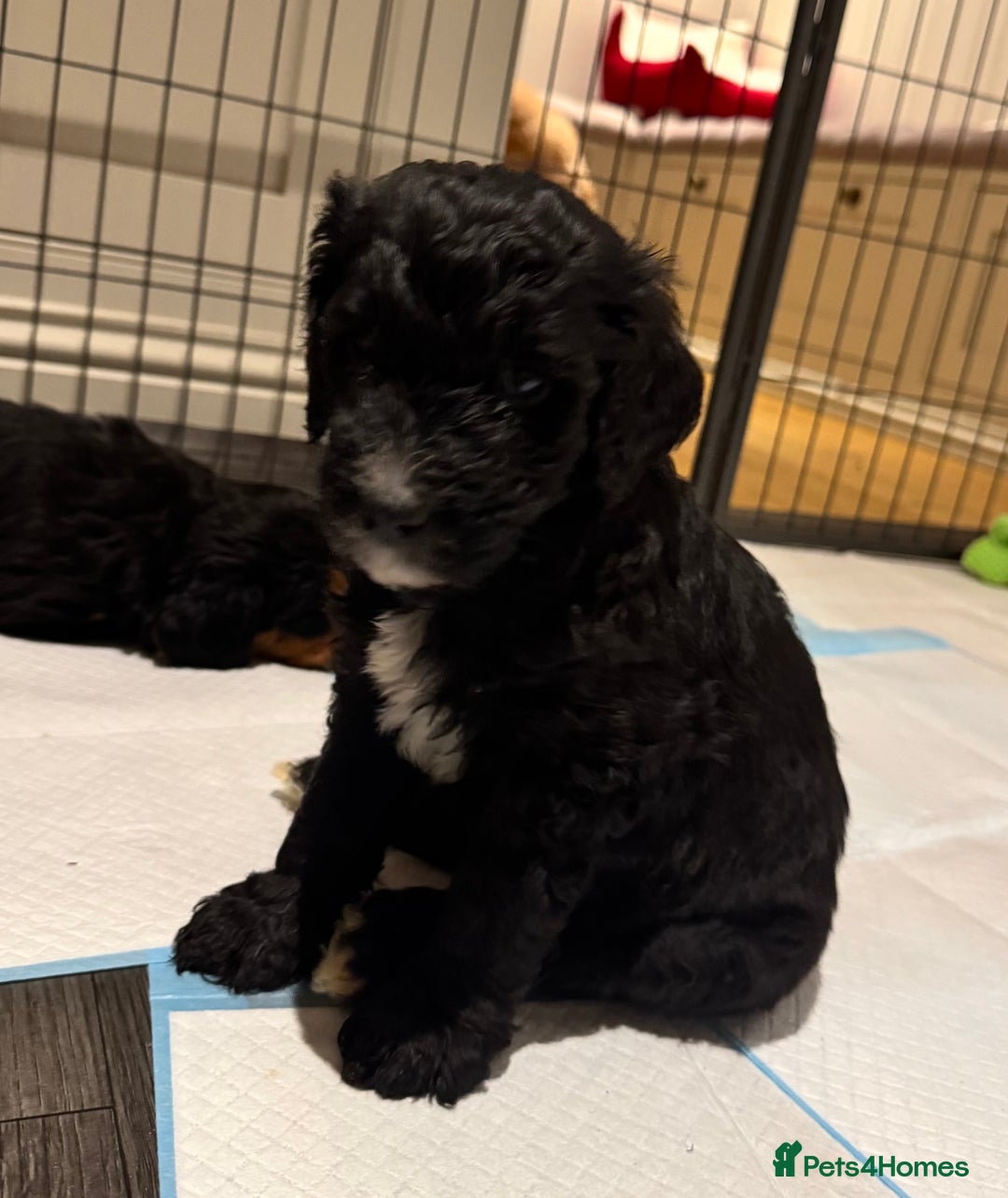 Mixed Breed dogs for sale: Golden Bernedoodles 🐶 - Advert 8