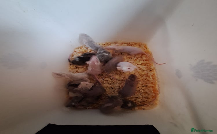 Mouse rodents - Advert 15