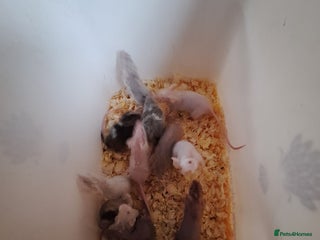 Mouse rodents - Advert 2
