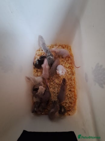Mouse rodents - Advert 1
