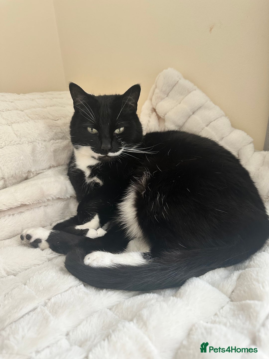 Domestic Shorthair cats for sale: Big gentle loving boy - Image 7