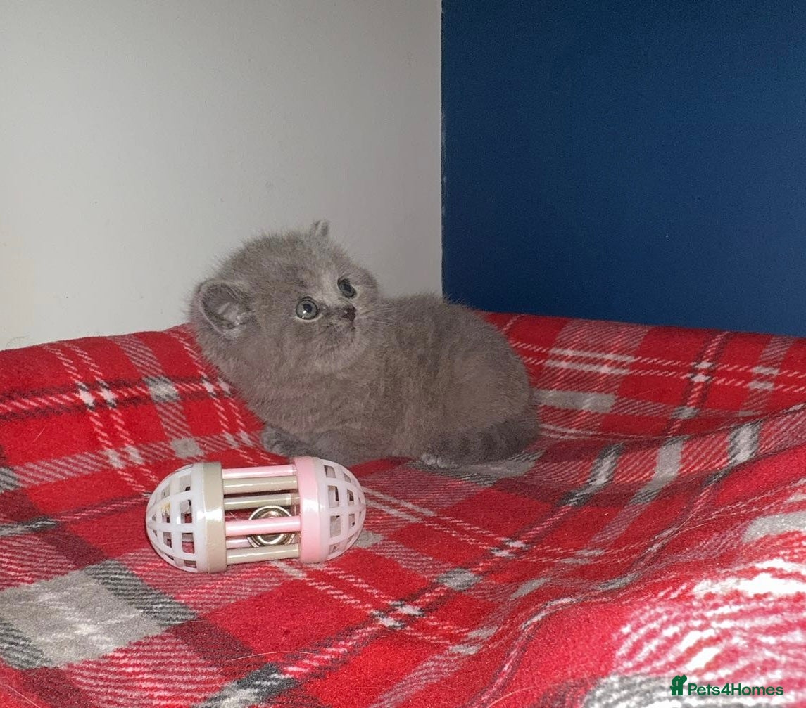 British Shorthair cats GCCF Male & Female Champion parents  - Advert 3