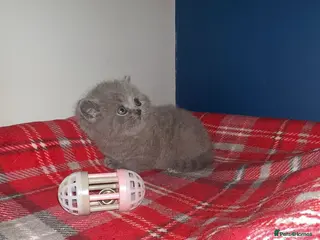 British Shorthair cats GCCF Male & Female Champion parents - Advert 5