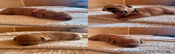 Labrador Retriever dogs for sale: Two beautiful fox red Labrador puppies  - Advert 19