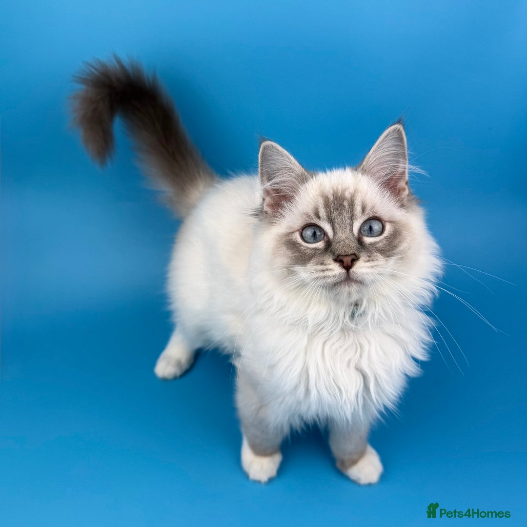 Ragdoll cats for sale: 💙 STUNNING GCCF GRCH SIRED RAGDOLL KITTENS 💙 - Advert 29