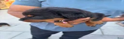 Rottweiler dogs for sale: Fazal  - Advert 19