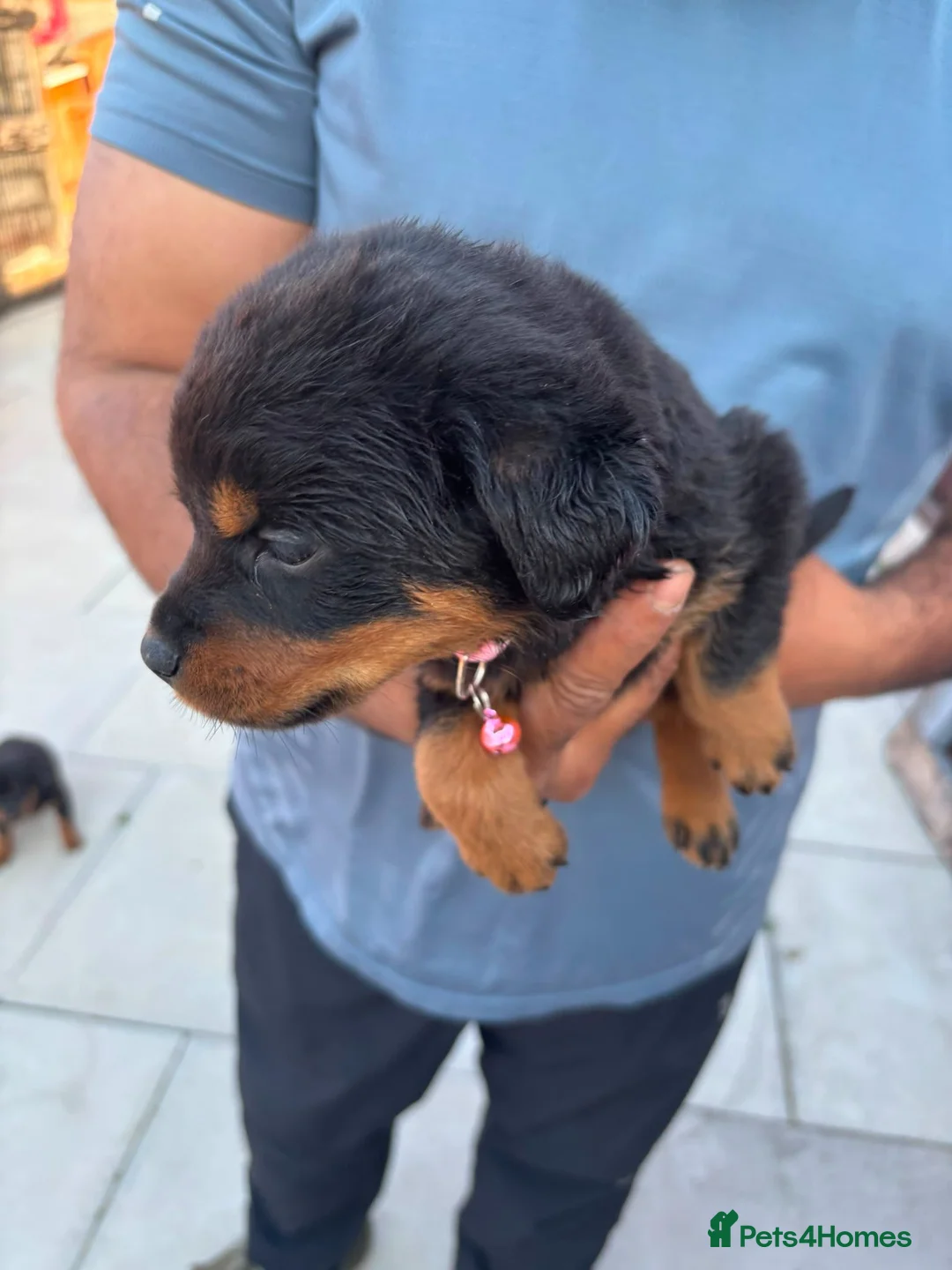 Rottweiler dogs for sale: Fazal  - Advert 19