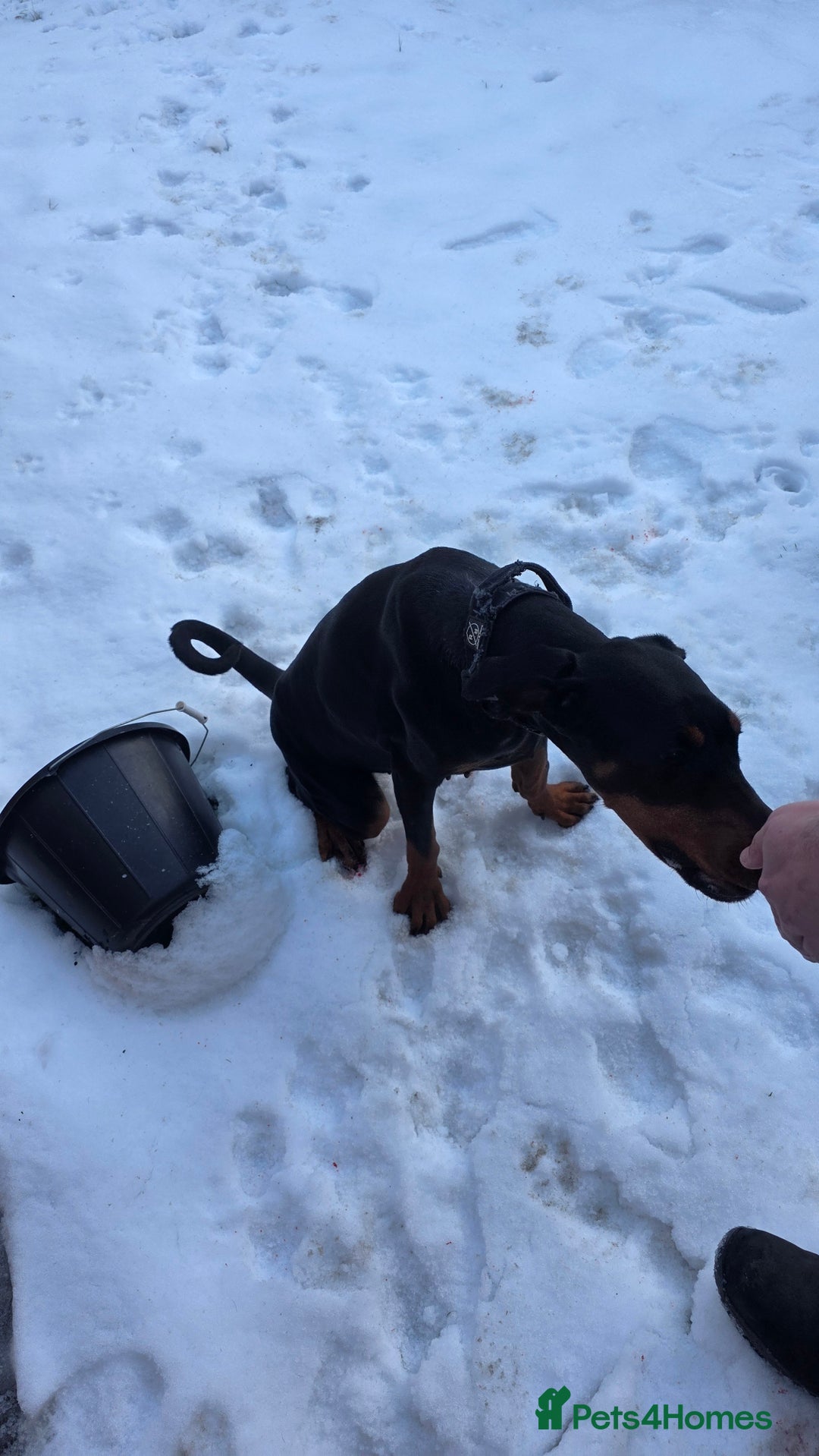 Dobermann dogs for sale: Female doberman  - Advert 6