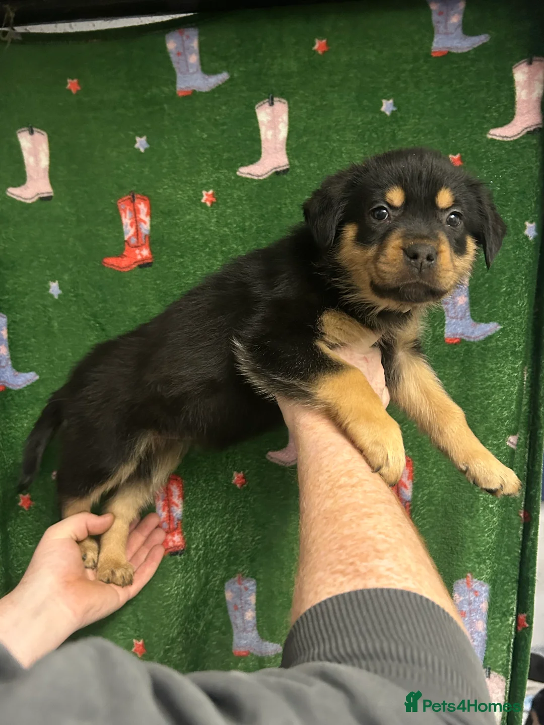 Mixed Breed dogs for sale: Swiss Shepherd Rottweiler mix - Advert 5