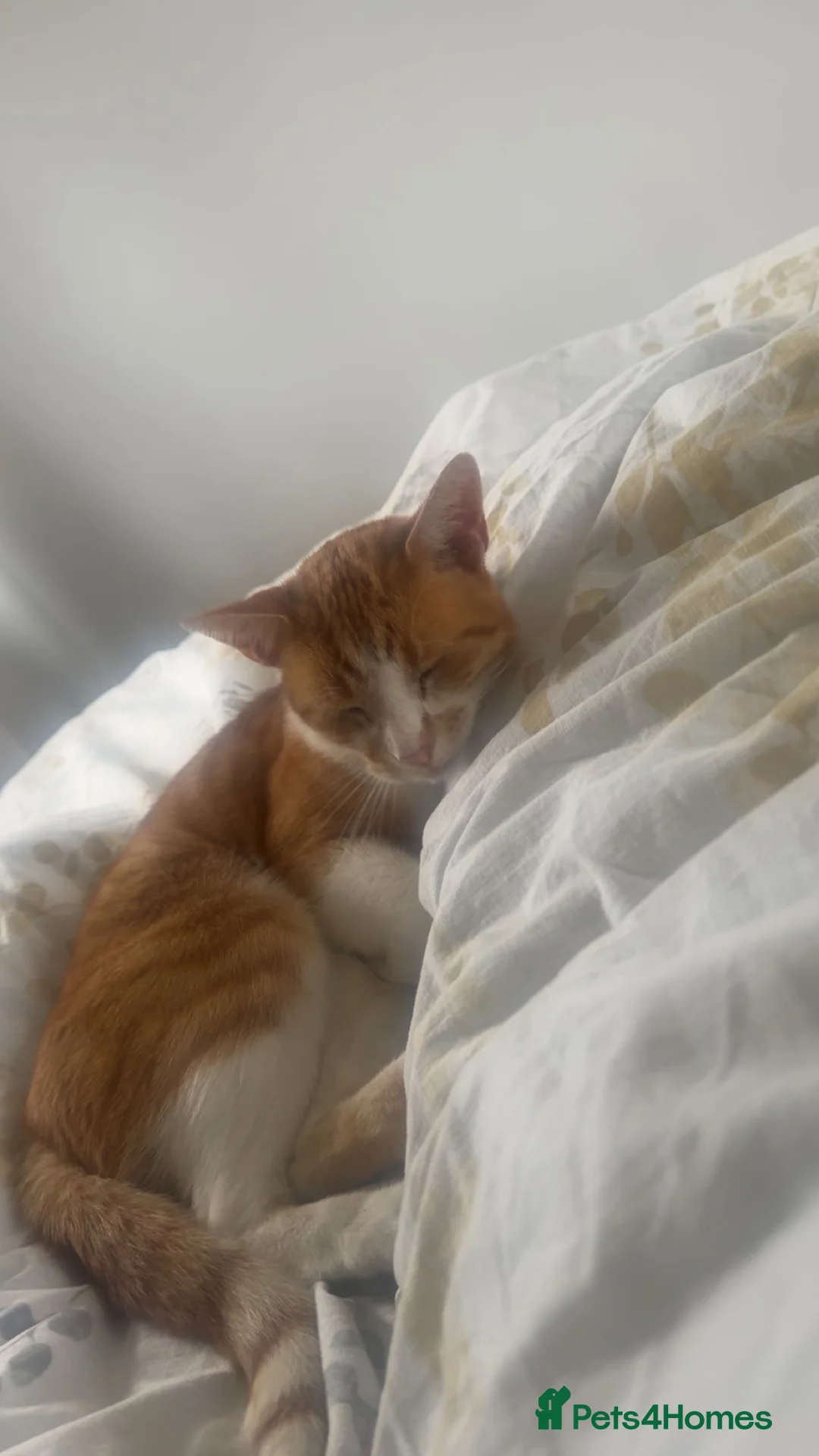 Mixed Breed cats for sale: Looking for a loving home for Jasper - Advert 1