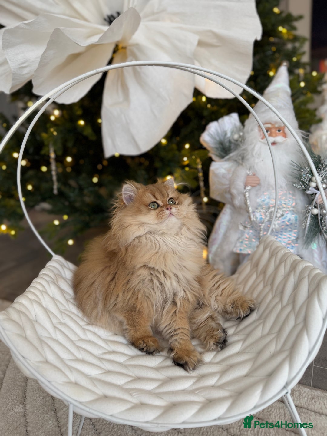 British Longhair cats for sale: Amazing British Longhair Golden kitten - Advert 5