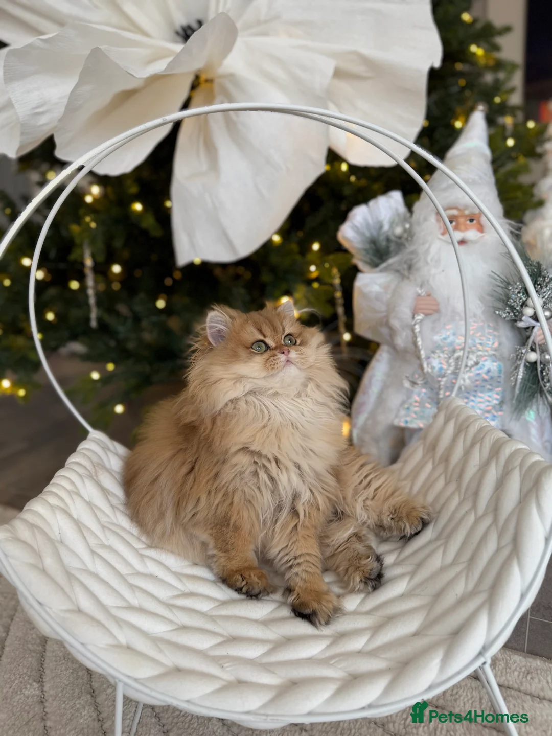 British Longhair cats for sale: Sold Amazing British Longhair Golden kitten - Advert 5