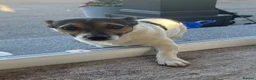 Jack Russell dogs for sale: Jack russel Male for sale (open to offers) in Yarm - Advert 3