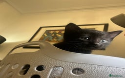 Mixed Breed cats for sale: Soft, Sweet, and Full of Fun…. - Advert 13