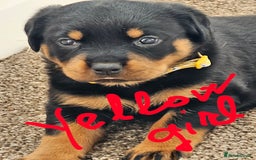 Rottweiler dogs for sale: Pure breed Rottweiler  - Image 22