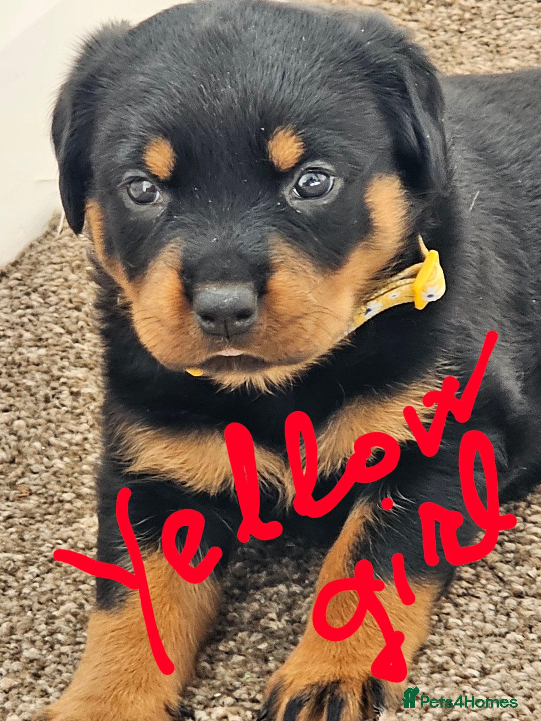 Rottweiler dogs for sale: Pure breed Rottweiler  - Image 22