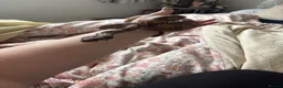 Boa Snake reptiles for sale: Youth boa constrictor for rehoming - Advert 3
