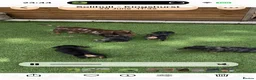 Miniature Dachshund dogs for sale: Miniature dachshund  - Advert 3