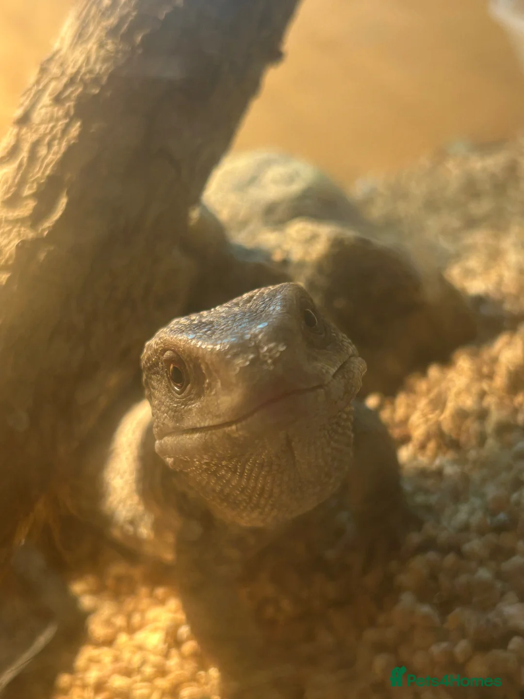 Monitor reptiles for sale: Bosc Monitor  in Bedworth - Advert 2