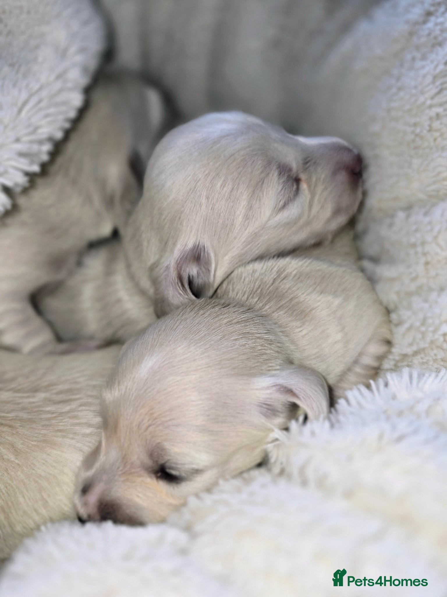 Miniature Dachshund dogs Beautiful cream longhair miniature dachshund  - Advert 1