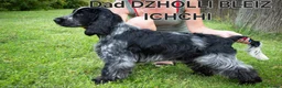 Cocker Spaniel dogs for sale: Open for reserve English Cocker Spaniel puppies - Advert 12