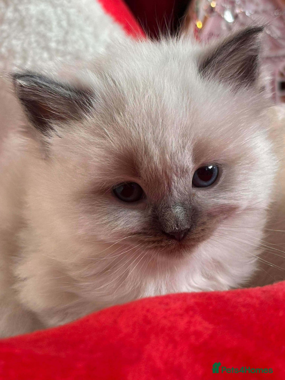 Ragdoll cats for sale: Two GCCF ragdoll boys ♂️♂️😺😺 - Advert 10