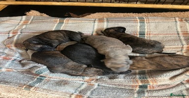 Mixed Breed dogs - Advert 6