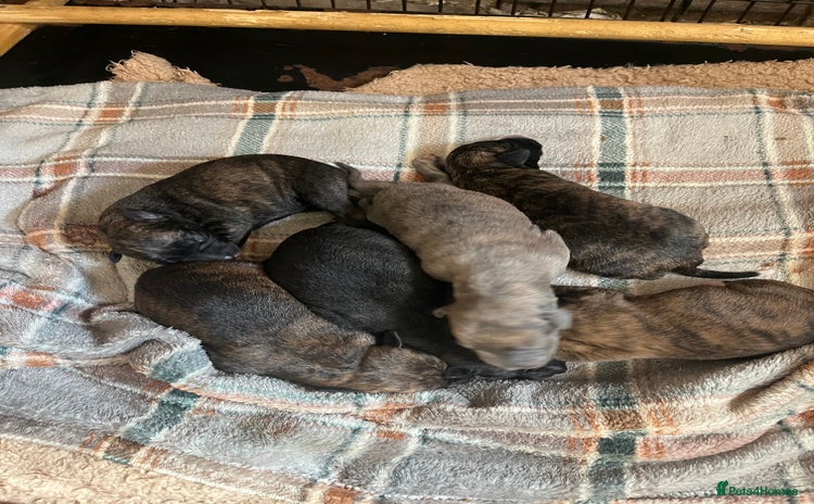Mixed Breed dogs - Advert 1