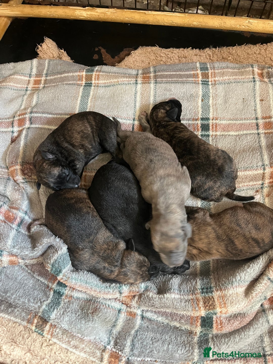 Mixed Breed dogs for sale: Beautiful Lurcher pups (Hancock lines!!) - Image 1