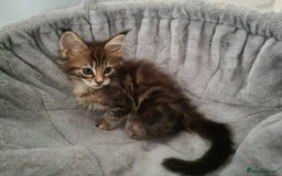 Maine Coon cats for sale: LAST FEMALE!!Beautiful maine coons - Image 6