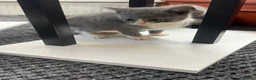 British Shorthair cats for sale: Kitten BHS beautiful grey and white  - Advert 7