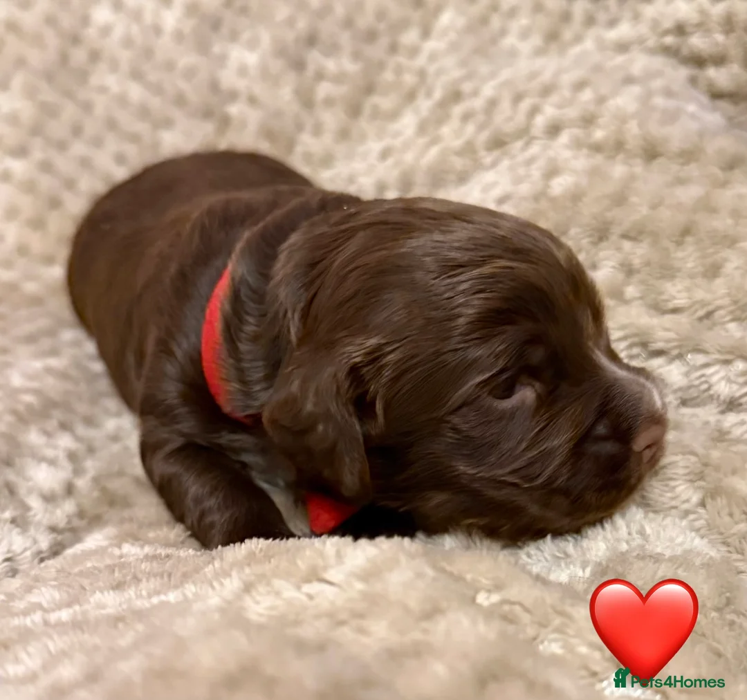 Cocker Spaniel dogs for sale: Stunning cocker spaniel pups - Advert 7