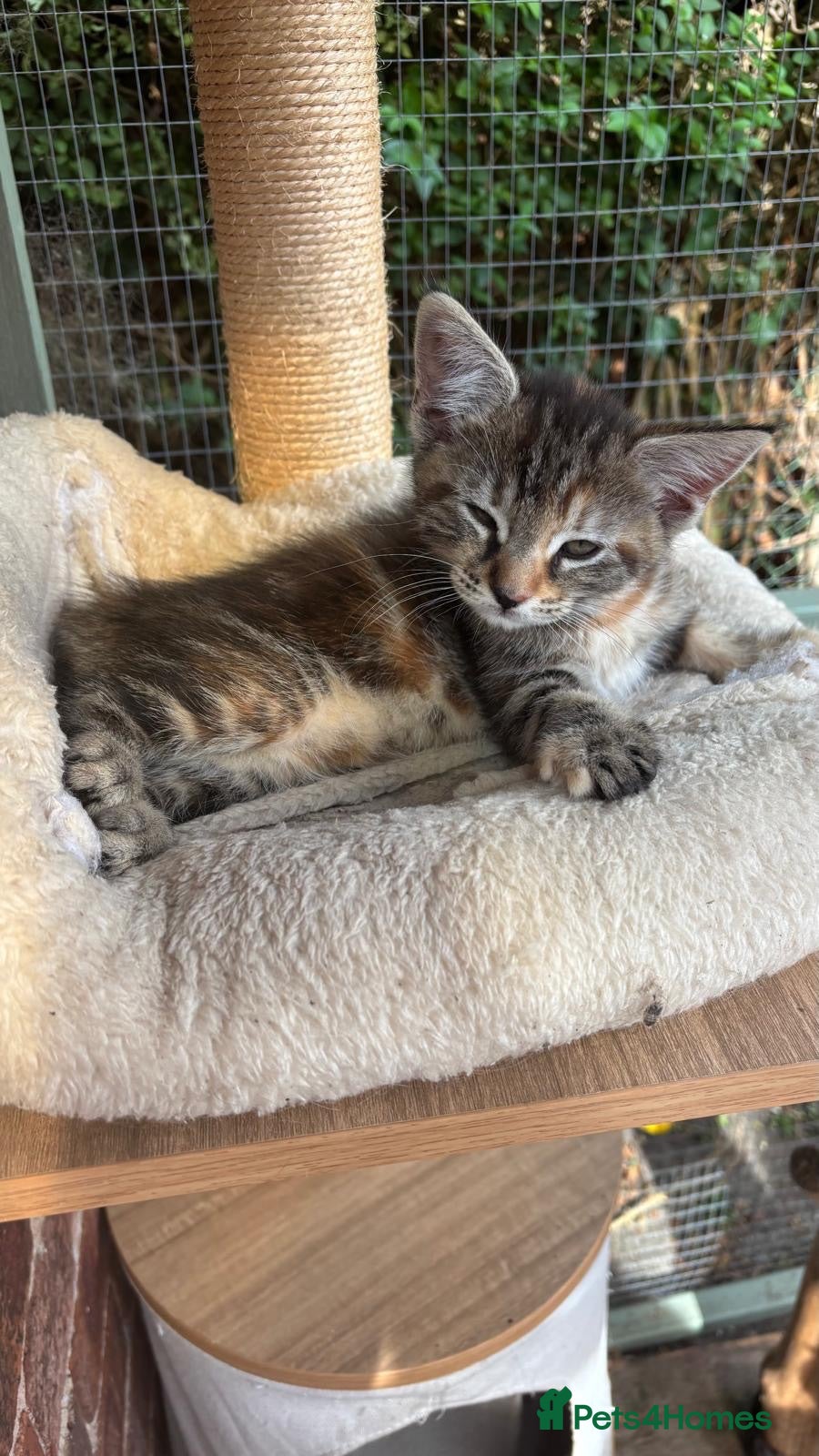 Maine Coon cats  READY TODAY Maine Coon Kittens - Advert 1