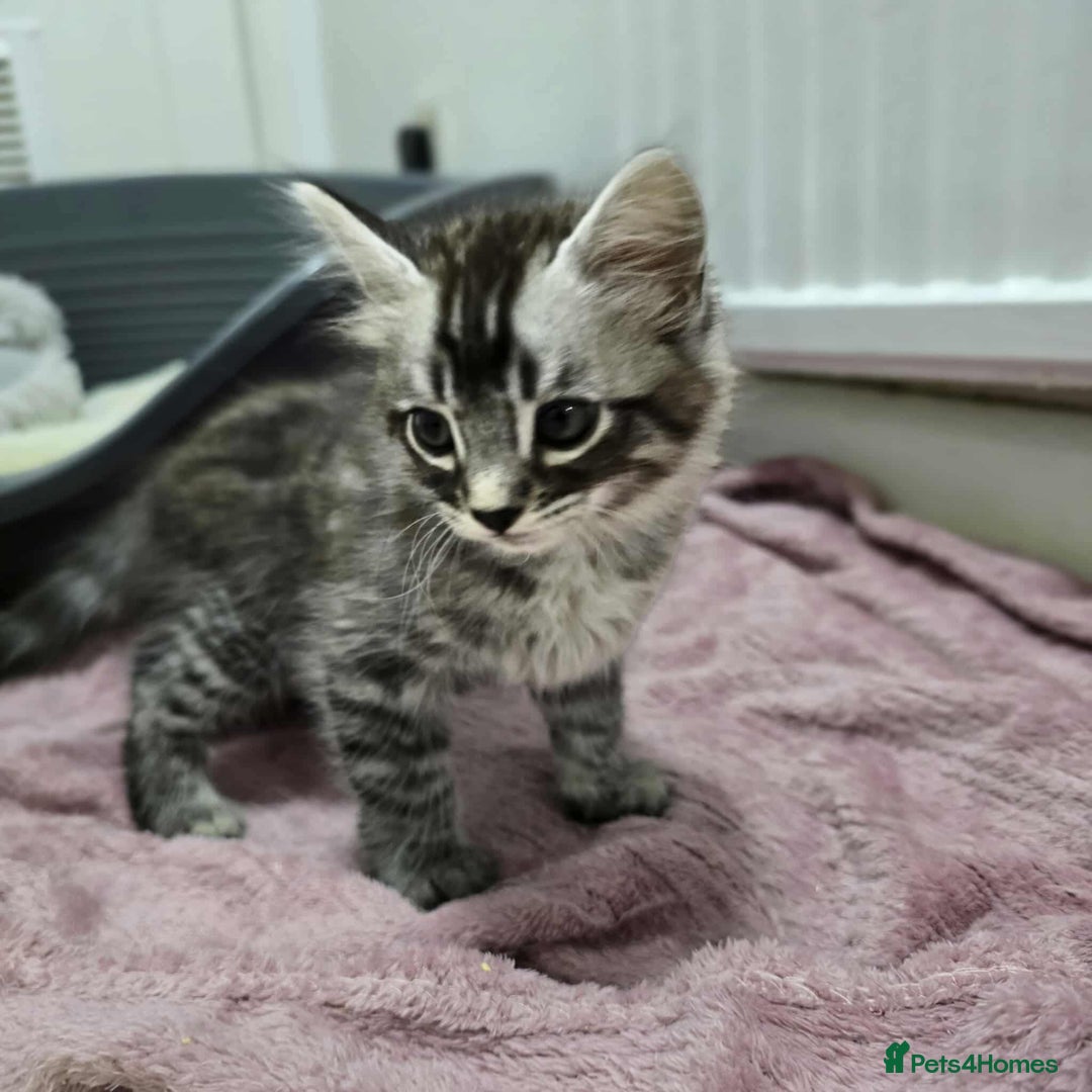 Mixed Breed cats for sale: 4 kittens for sale - Advert 2