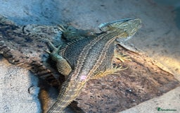 Bearded Dragon reptiles for sale: Bearded Dragons - stunning babies  - Image 7