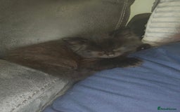 Mixed Breed cats for sale:  ✨ 3 Female Kittens Looking for Forever Homes ✨ - Advert 10