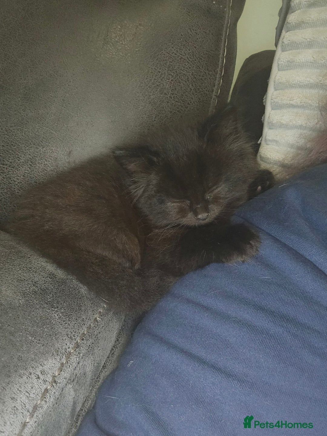 Mixed Breed cats for sale:  ✨ 3 Female Kittens Looking for Forever Homes ✨ - Advert 10