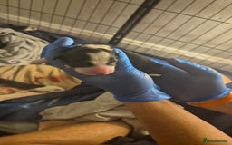 Border Collie dogs for sale: Pure border collie puppies  - Image 3